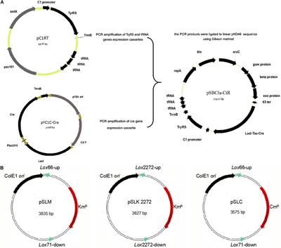 Extension of Genetic Marker List Using Unnatural Amino Acid System: An Efficient Genomic Modification Strategy in Escherichia coli